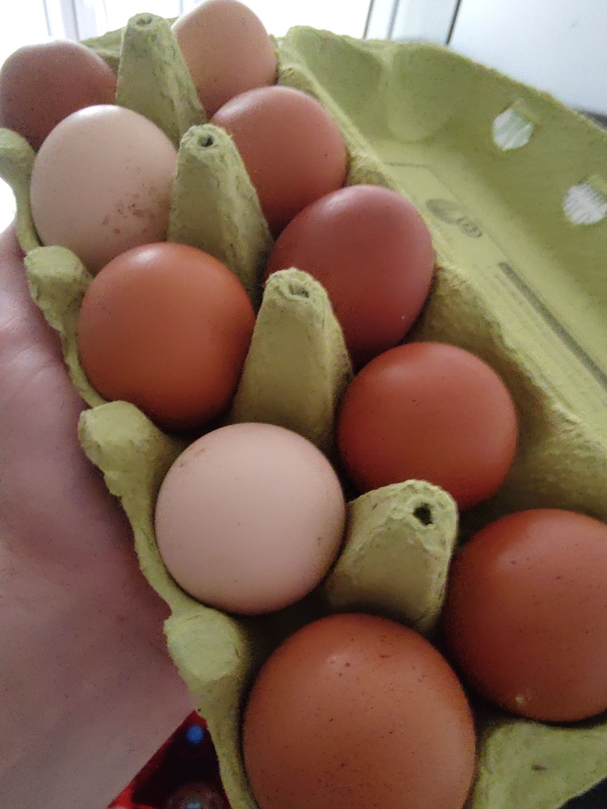 Vând ouă de țară (găini crescute în curte)