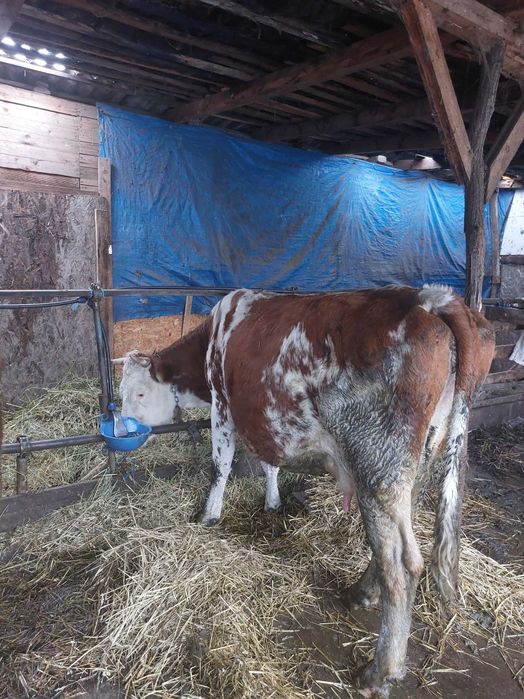 Vaca de vanzare!