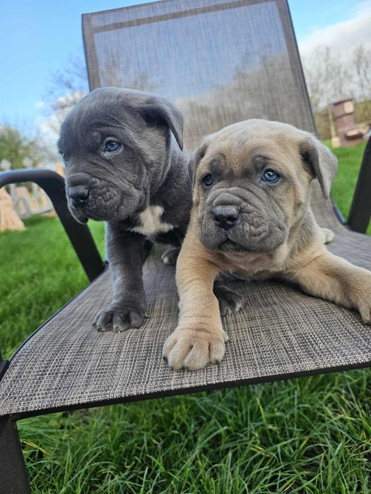 Уникални бебенца Кане карсо