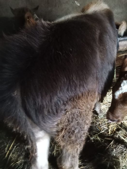 Vand tauras brun frumos