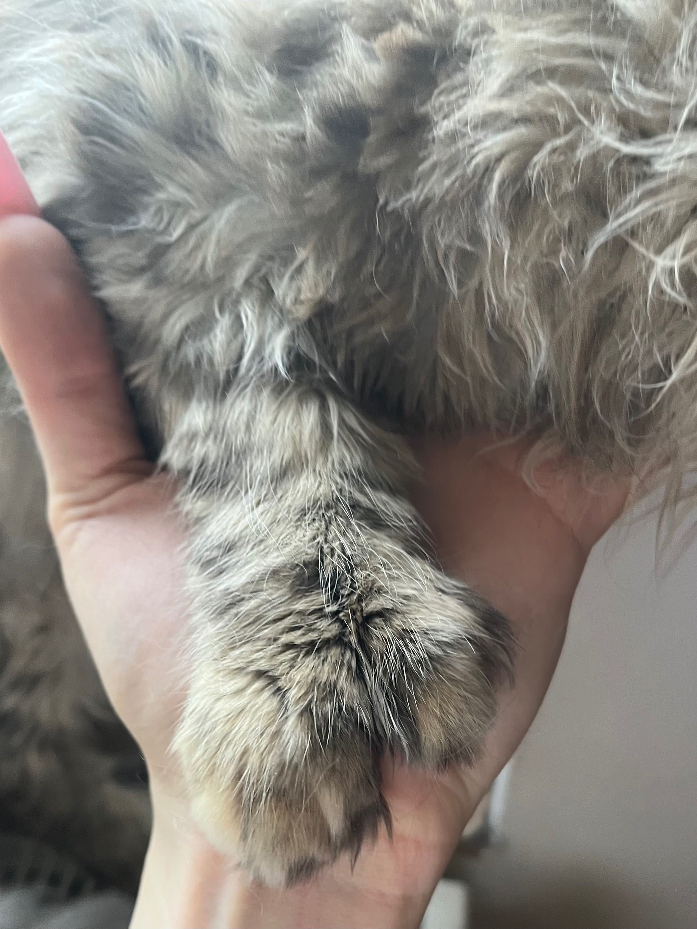 Maine Coon Polydactyl pui pisica