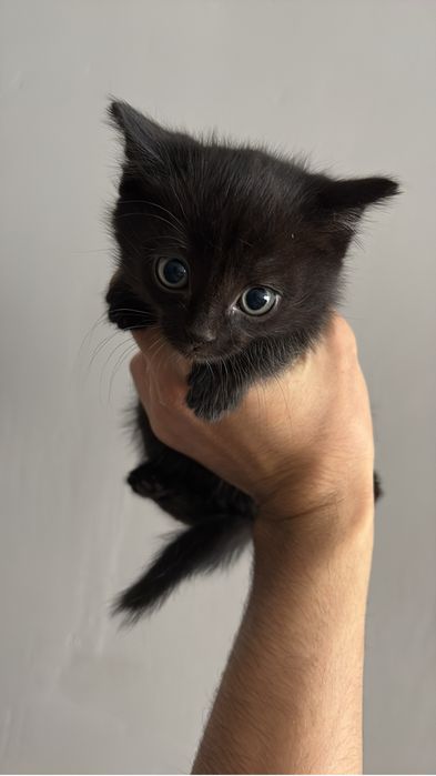 Отдам котят бесплатно