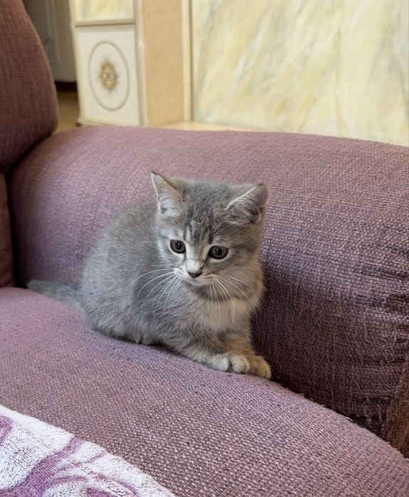 Шотландский прямоухий котёнок