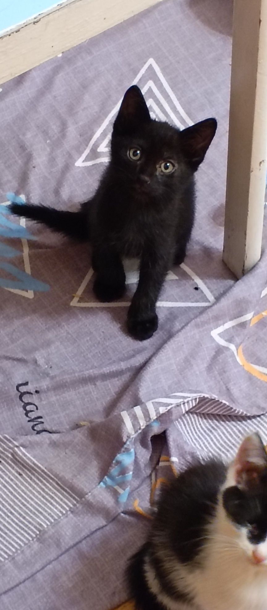 Отдам домашних котят