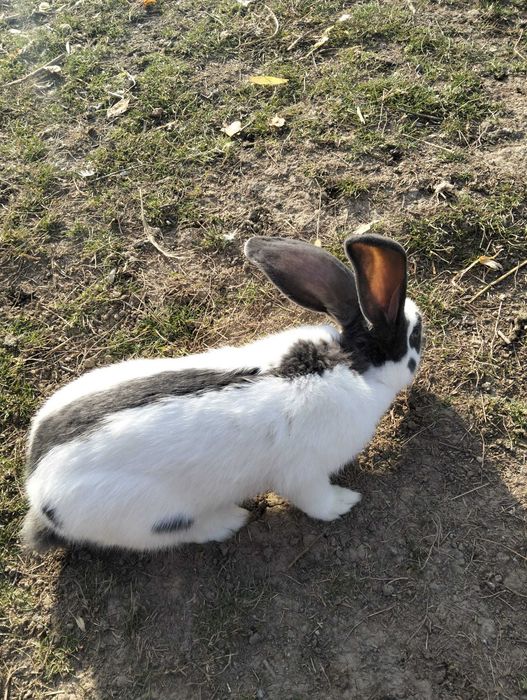 De vânzare ce se vede în poza