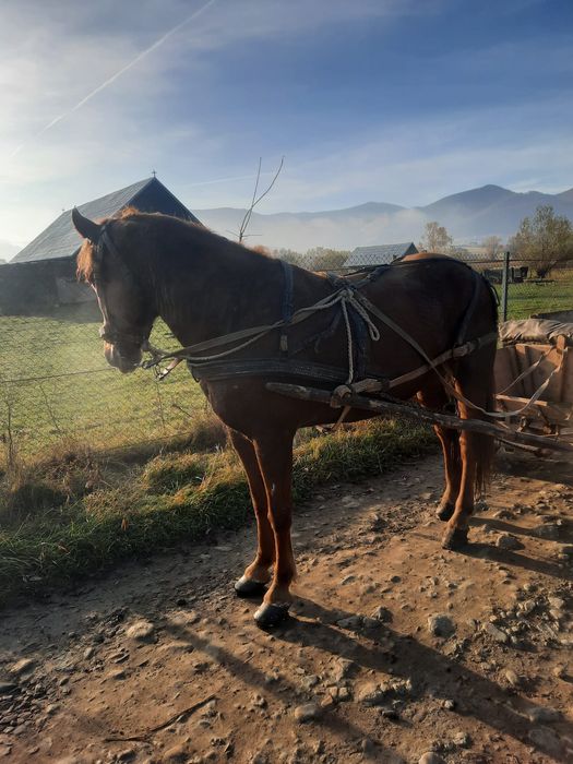 Vând iapă trăgace și cuminte vârstă 5 ani
