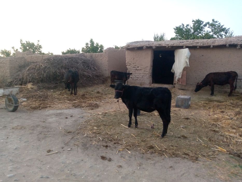 Ona bola segir porada