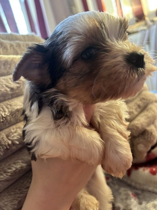 Йорки бивър чудесен подарък