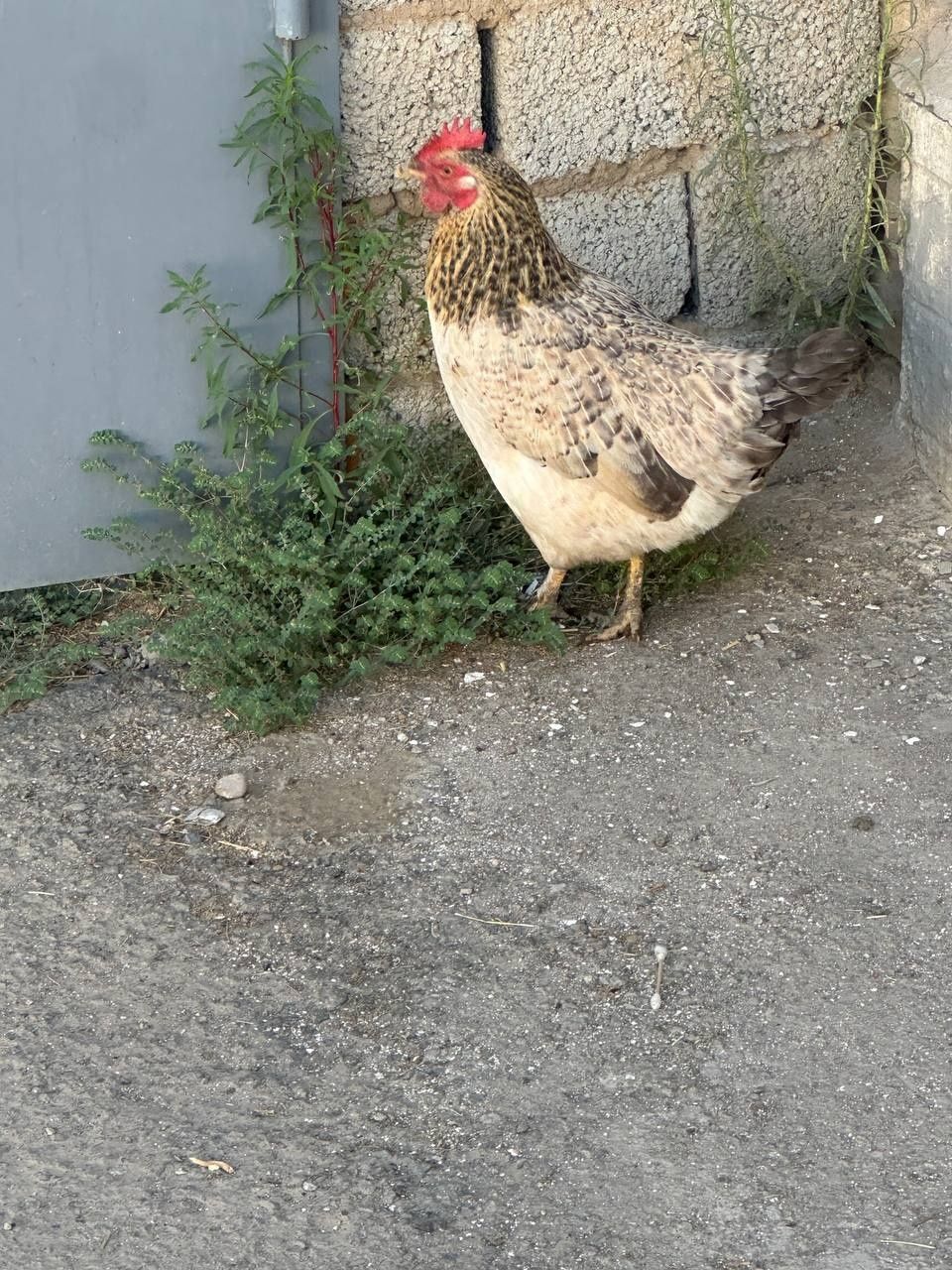 Birama tovuq va jojala bor sotiladi