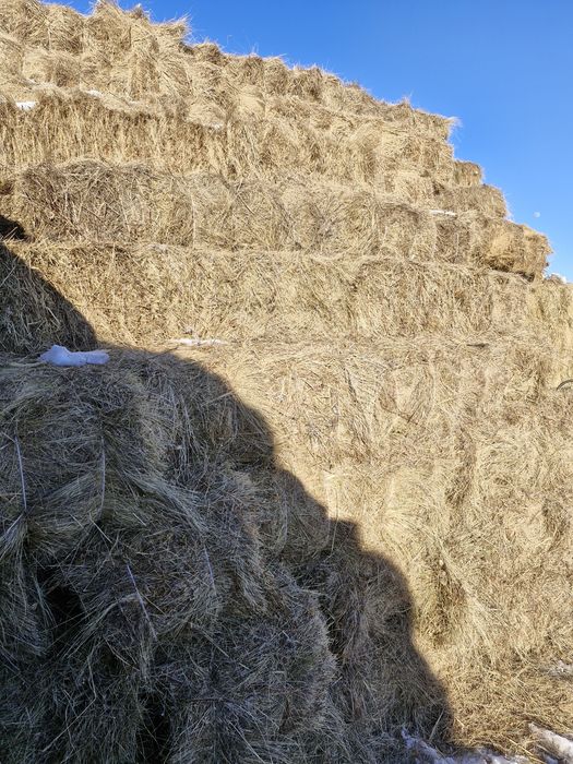 Продам сено тюкованное 2024г