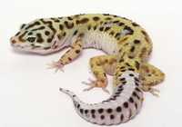 Soparla Gecko Eublepharis macularius cu terariu