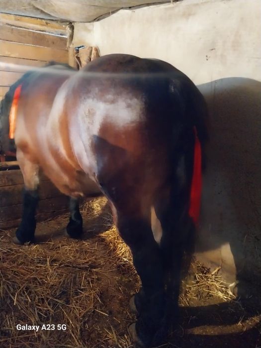 2 iepe de vînzare Roșia gestanta 8 luni are 4ani și neagra are 5 ani