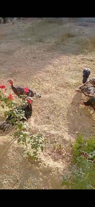 Индюки курке индюшки