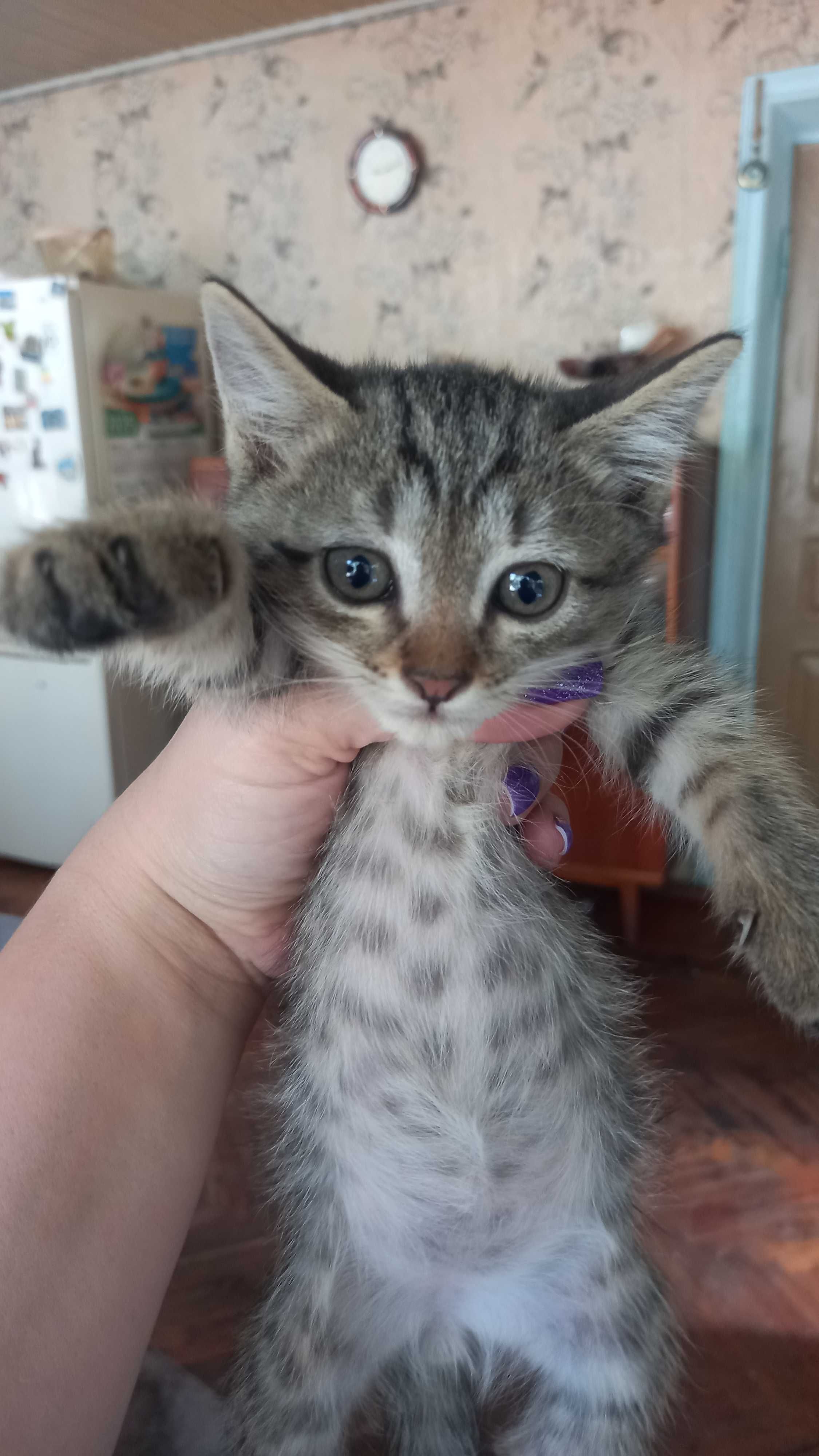 Отдам котят в добрые руки