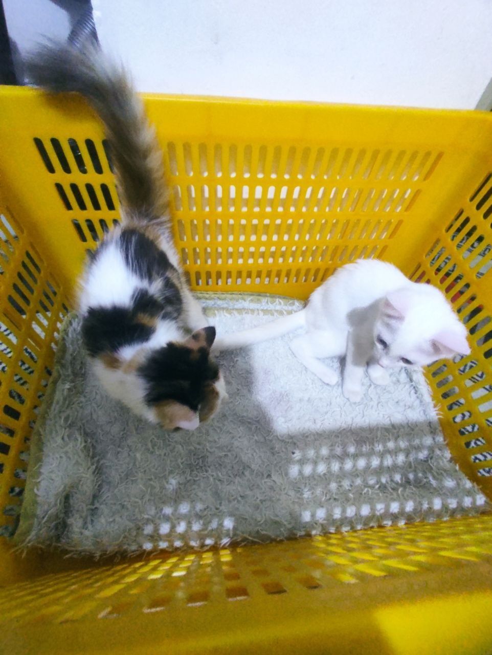 Продам котенка  в хорошие руки