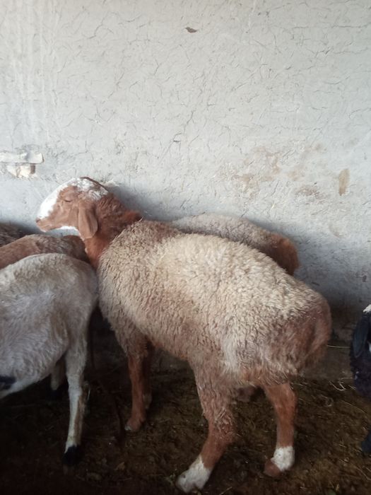 Qoʻchqor sotiladi kelishilgan narxlarda