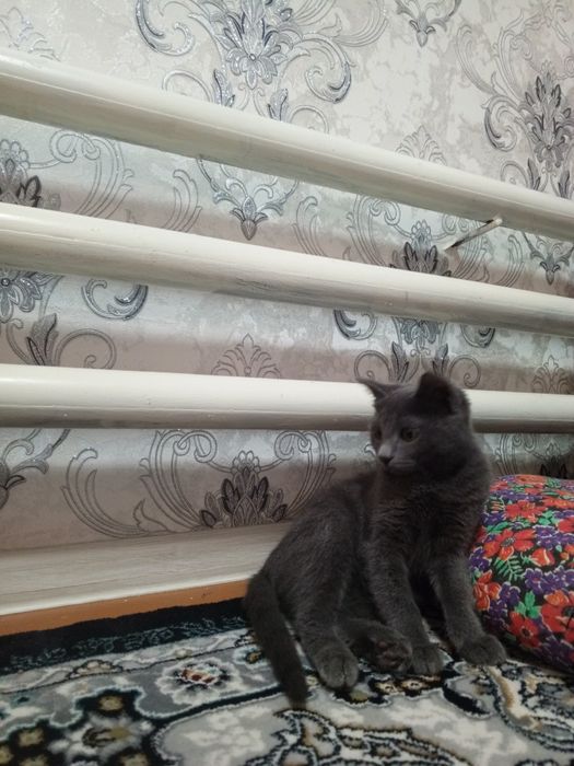 Toza uy mushugi sotiladi