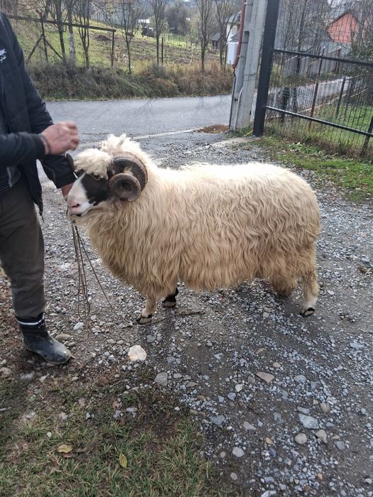 Berbec mior de vânzare