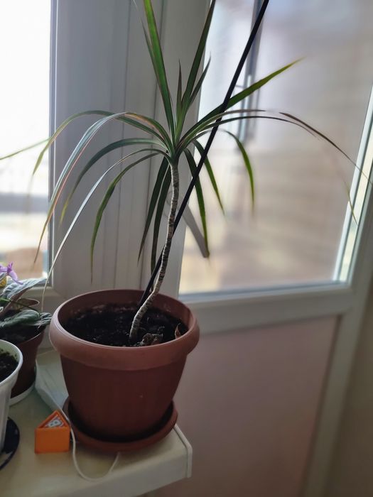 Продам Драцену 2000