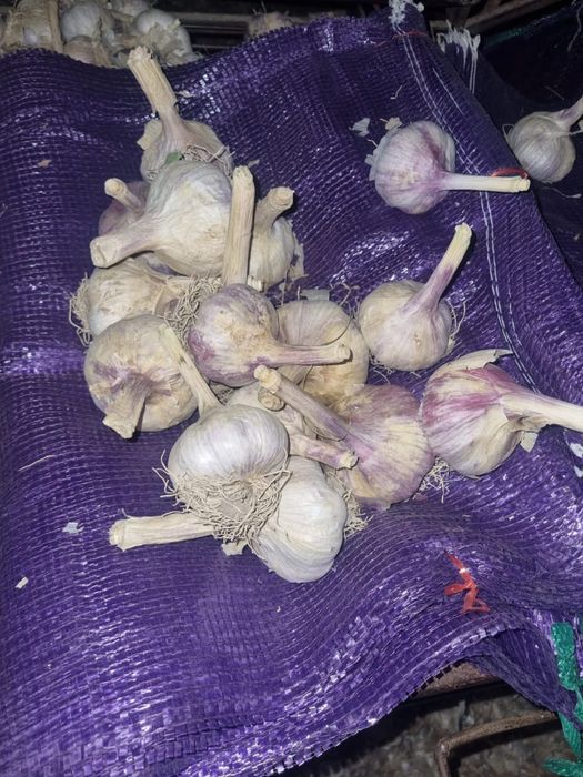 Продам чеснок! Калибр 7,5 +