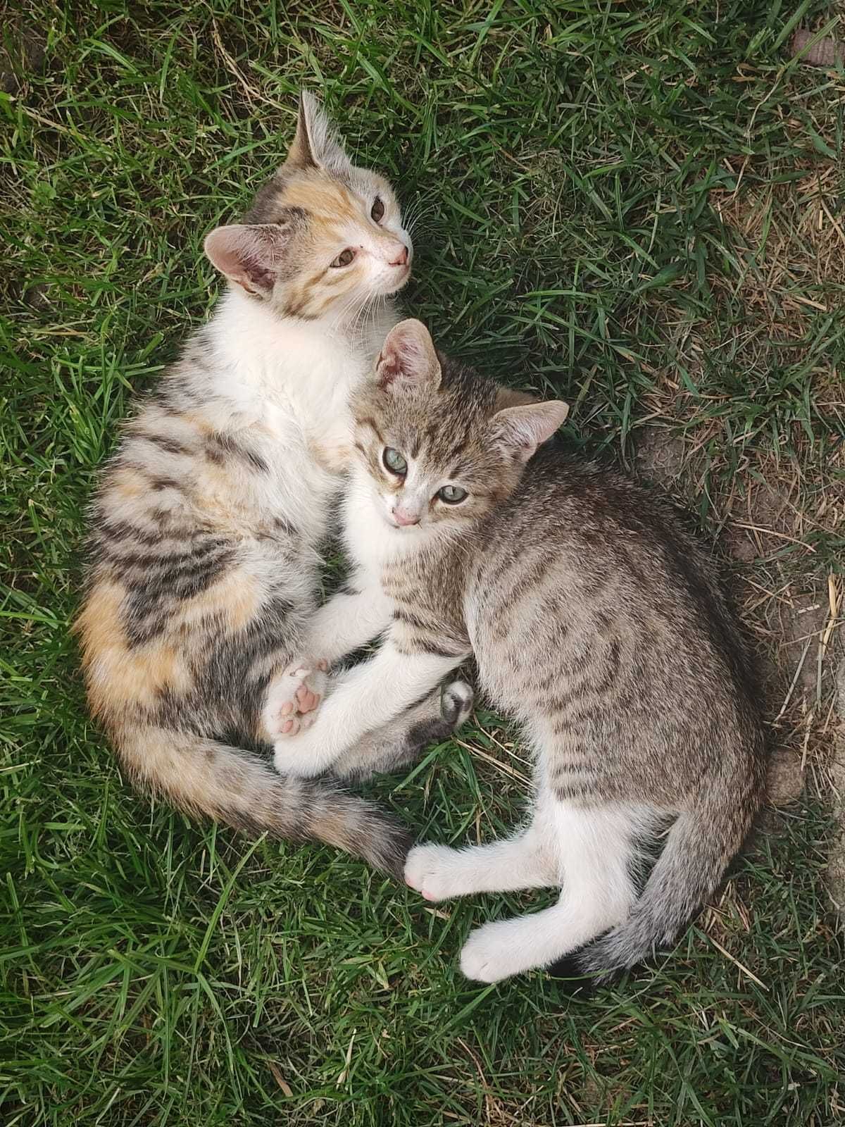 Сладки котенца търсят нов дом