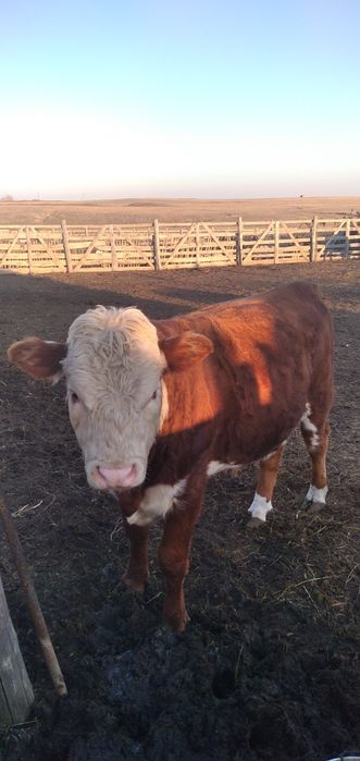 Бык крупный на развод