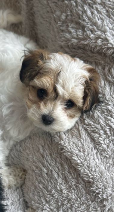 Bichon havanez 800 lei