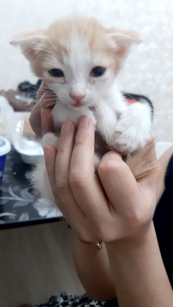 Продаються котята в добрые руки котята 1,5 месяц