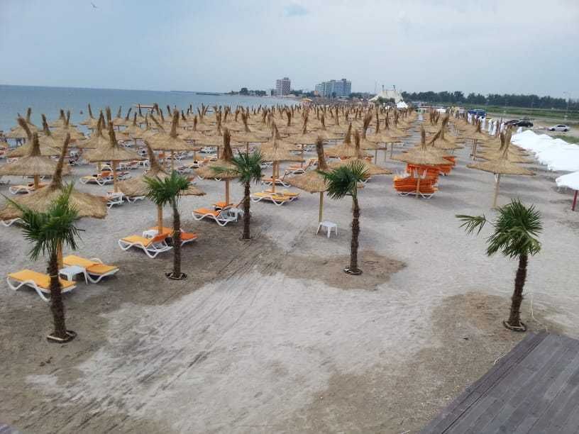 Inchirieri plante decorative