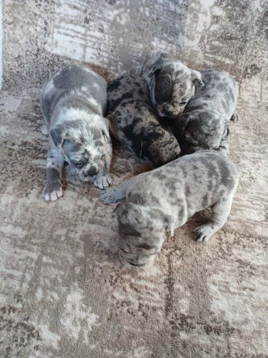 Френски булдог/ френски булдочета