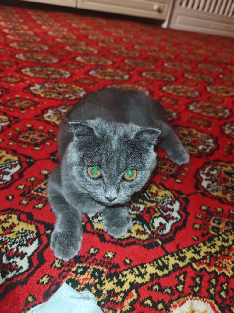 Мушук шотландский парода 4 ойлик мода  жуда акили мурожат учун тел