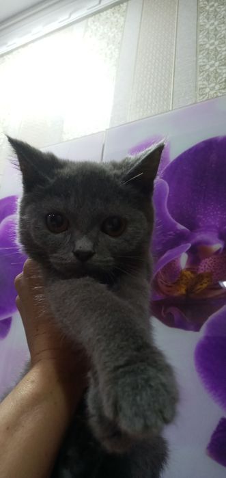 Скоттиш страй ўғил 5ойлии