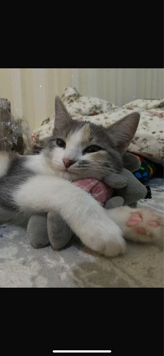 Кошка 3х месечный