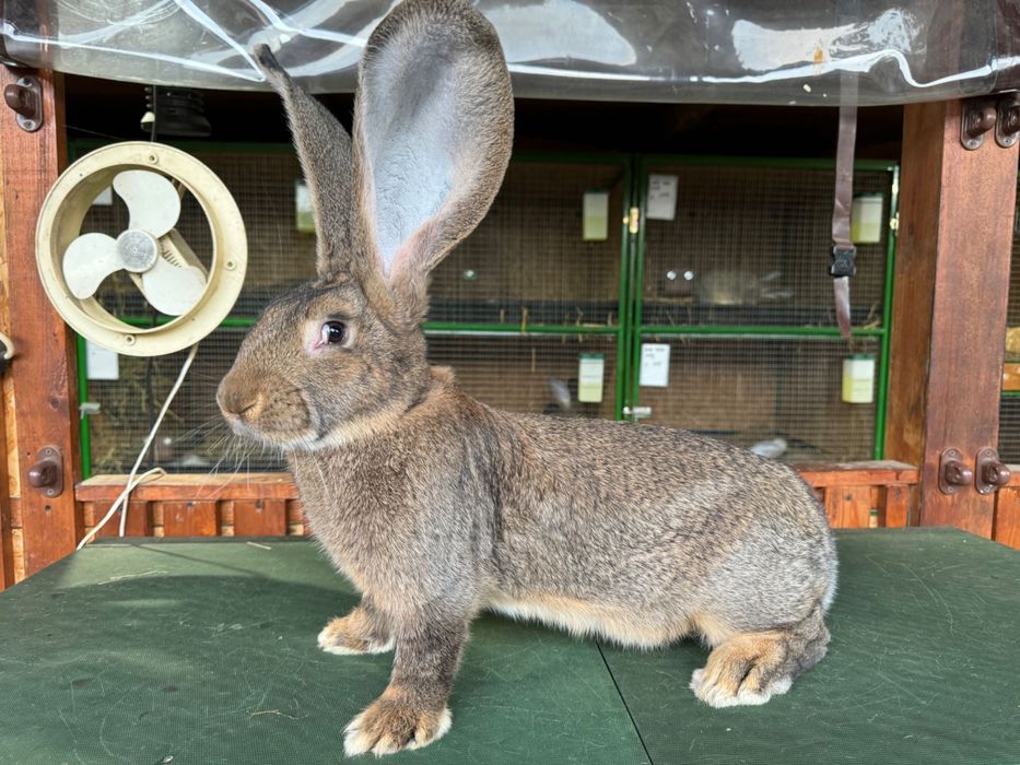 Iepuri Urias German adulti si pui