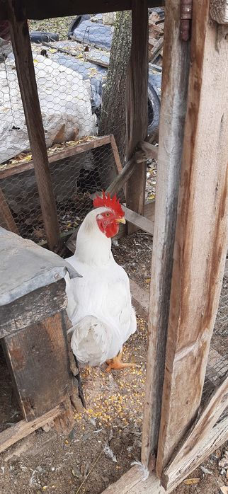 Vând 2 cocosi și 2 gaini