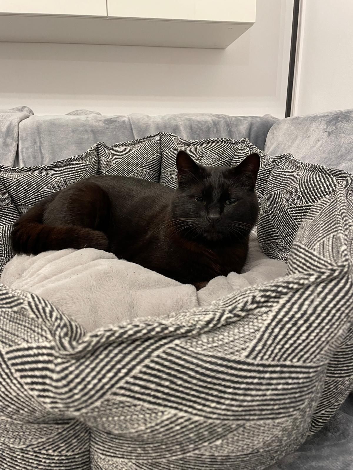 Motanel afectuos spre adoptie (doar la casa)