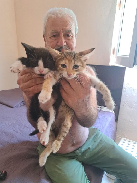 Pisicute spre adoptie