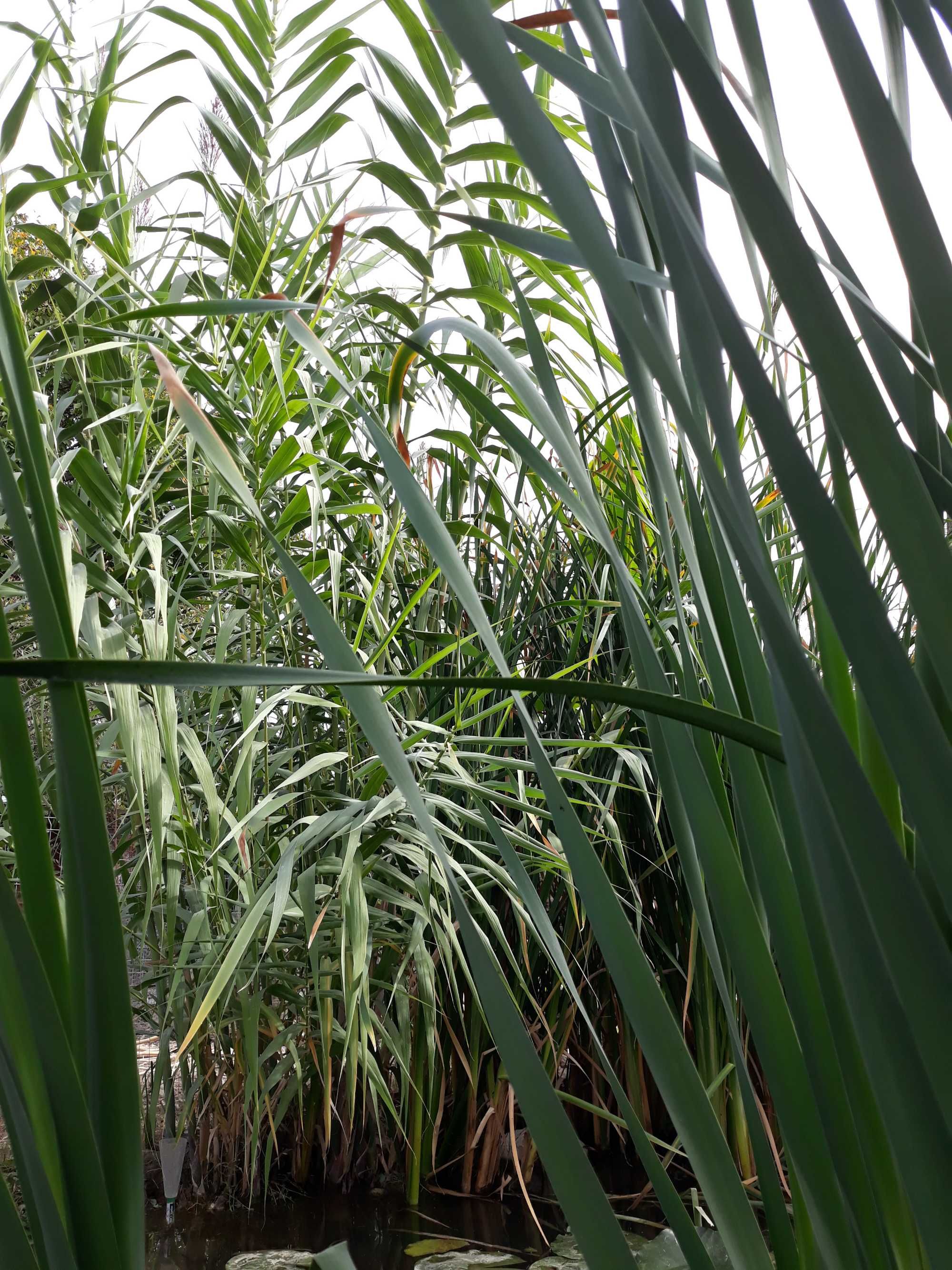 Vand Trestie Gigant Rizomi -Arundo Donax Aurea -De la 25 Lei/radacina