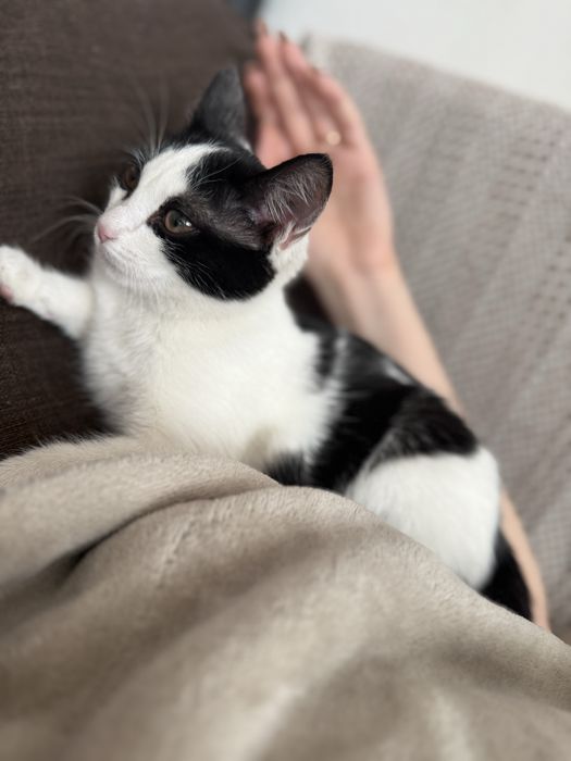 Котенок ищет любящих хозяев!