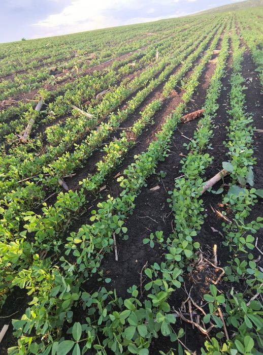 Samanta Lucerna Selectată si Descuscutata recolta 2024