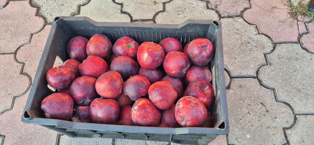 Продам яблоки Американка