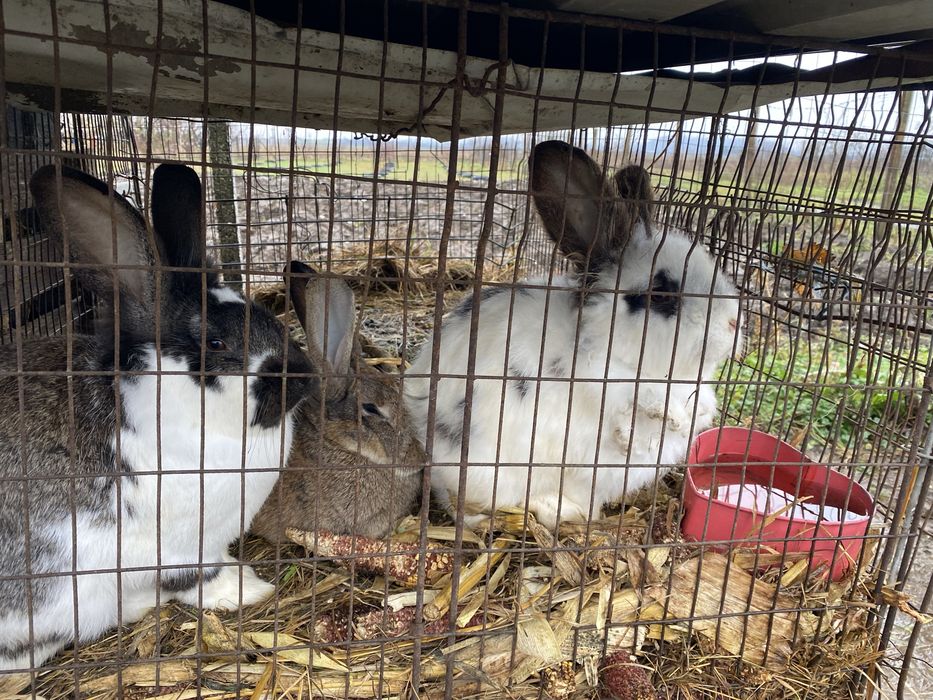 vand/schimb iepuroici