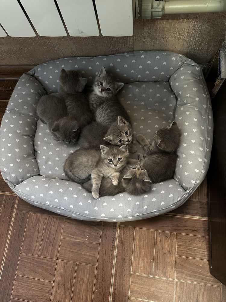 Котята британские