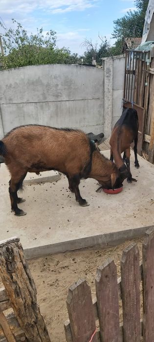 Țap Anglo Nubian 2000 lei negociabil