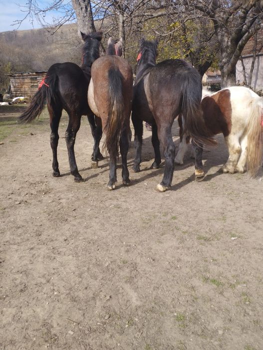 De vânzare trei mânji un cârlan de doi ani jumate și un ponei