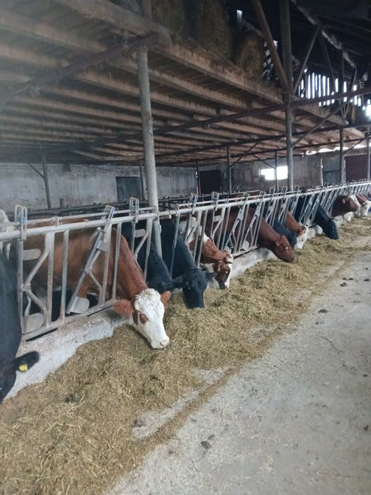 Vând ferma vaci lapte