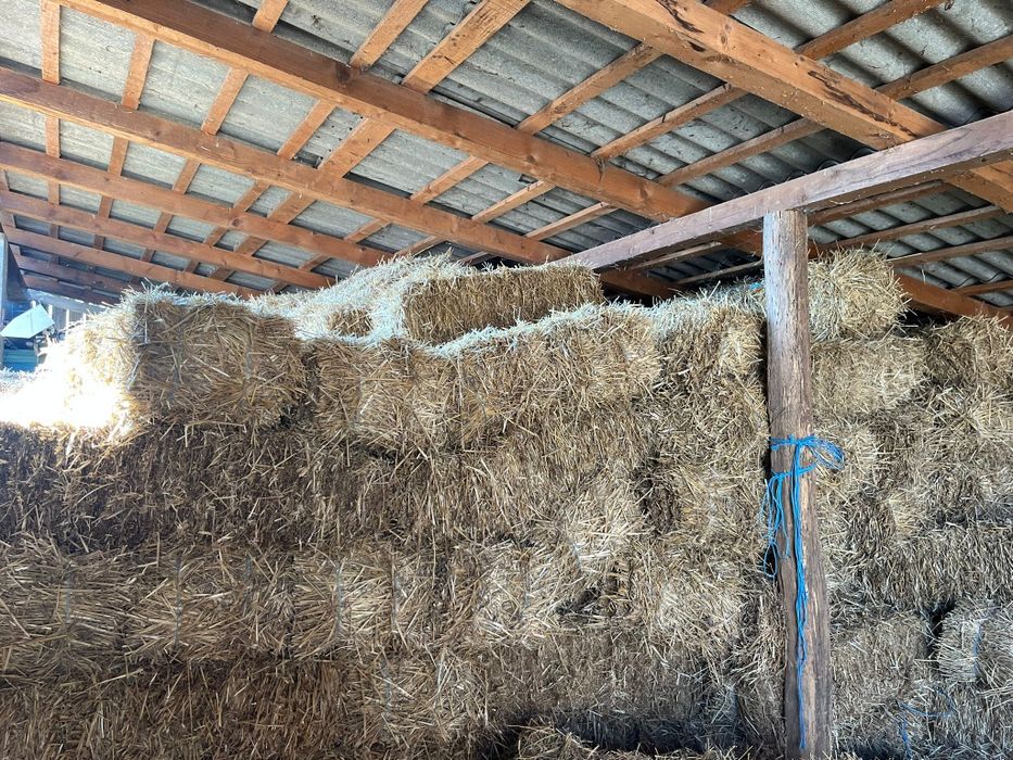 Baloti de paie  de vanzare