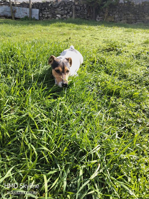 Женско Джак рьселче ваксинирано обезпаразитено с паспорт