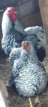 Găini Viandote de vanzare roșu negru și argintiu
