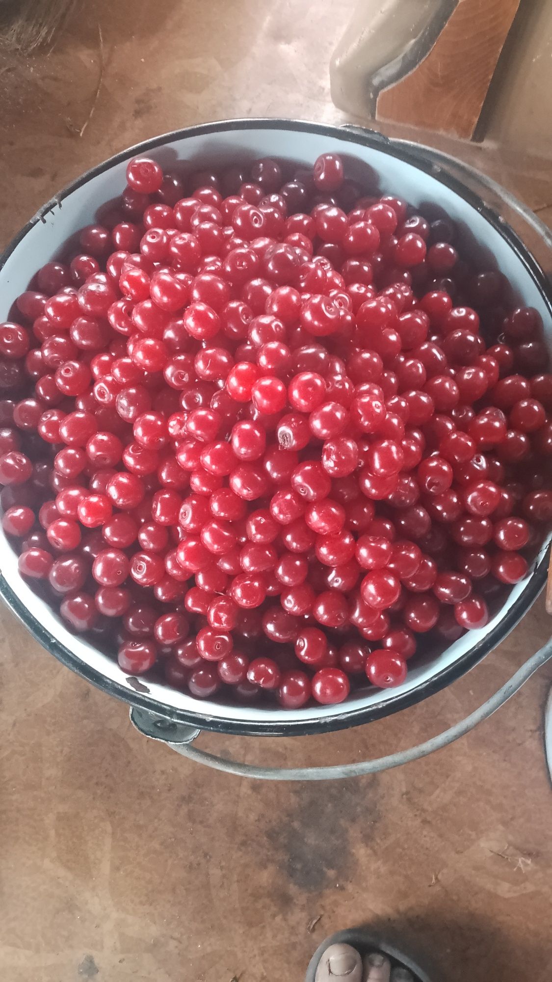 Продам вишню дачная